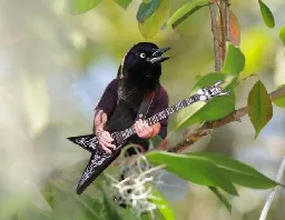 Bird doesn't sing. Bird shred.