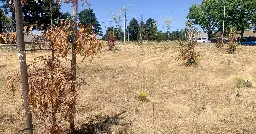 Trees Planted by the City in East Portland Two Years Ago Are Dead Because the City Didn’t Water Them