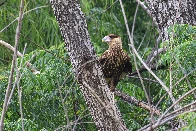 Carancho (Caracara plancus) - Reserva Ecológica Costanera Sur, Buenos Aires, Argentina - Deciembre 2023 [OC]