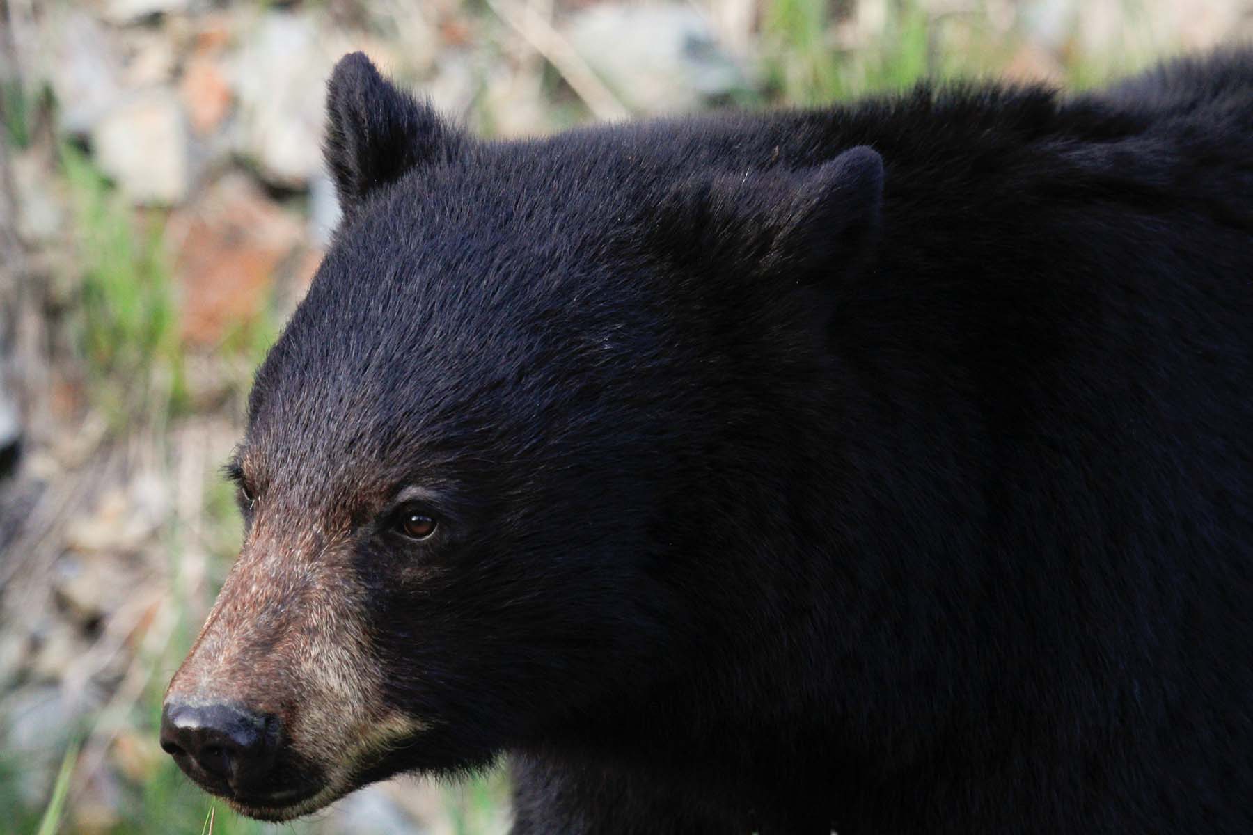 How We Treat Bears in Cities Is Trash | The Walrus