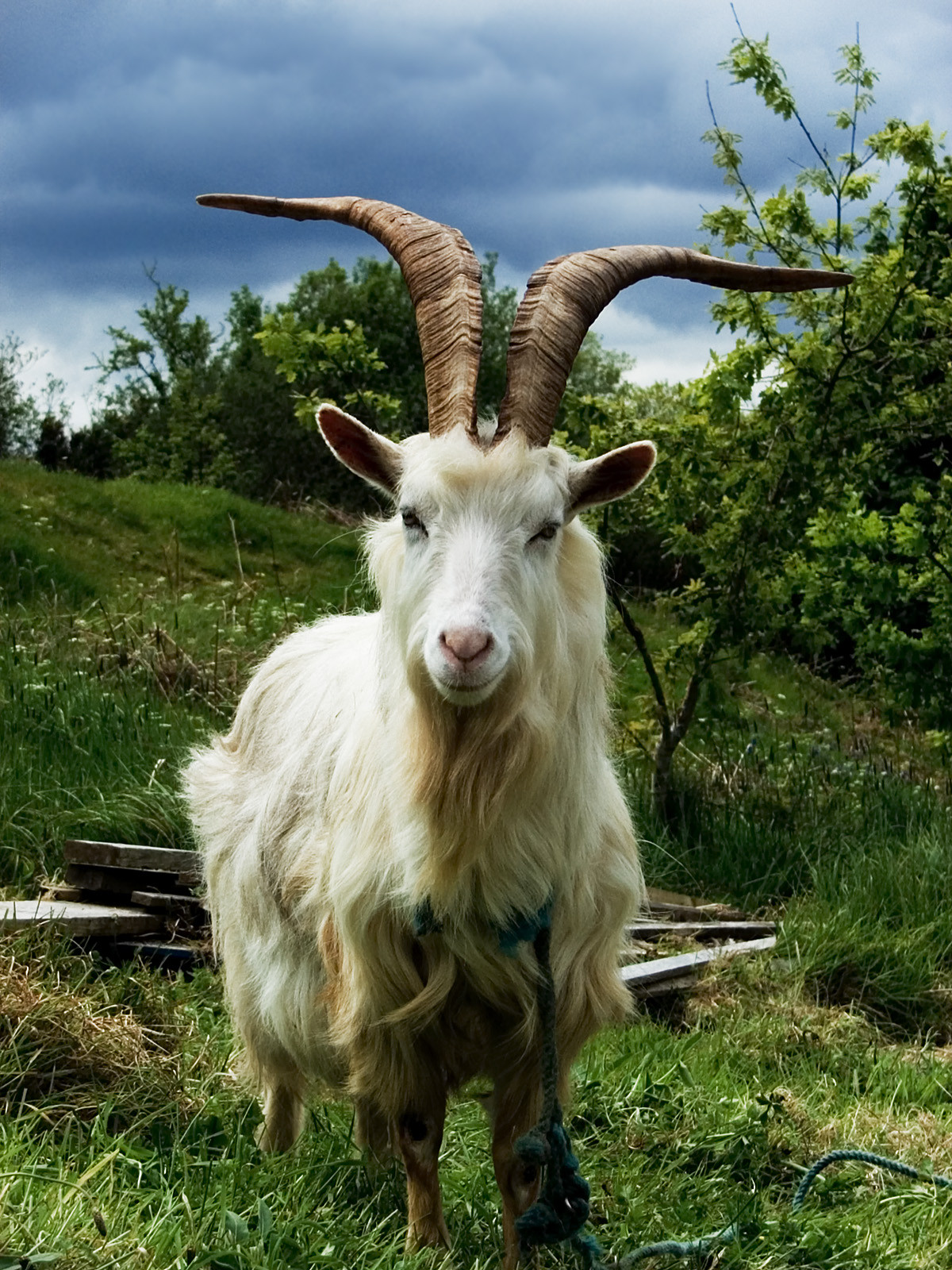 Just a goat