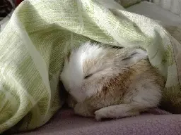 Little bun has been identified operating undercover [Not OC]