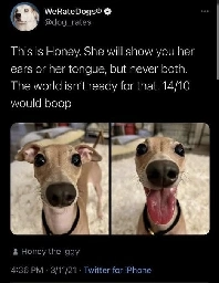 the background blur