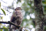 Crested Goshawk