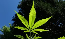Kamala Harris's shifting cannabis stance (Newsletter: July 24, 2024) - Marijuana Moment
