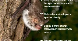 Support our first manifesto for bats - News - Bat Conservation Trust