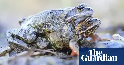 Female frogs appear to fake death to avoid unwanted advances, study shows