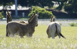 Quagga Project - Wikipedia