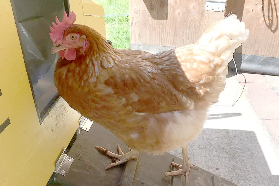 B.C. hen sets record as world's smartest chicken - Lemmy.ca