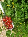 The tiniest, and most annoying tomato I've ever grown - the Spoon Tomato