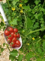 The tiniest, and most annoying tomato I've ever grown - the Spoon Tomato