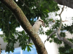 Laughing Kookaburra (Dacelo novaeguineae) - Nundah, Brisbane, Australia - June 2024