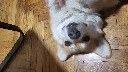 PM_me_your_doggo