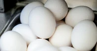 Egg prices have shot up so much they are now being stolen!