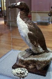 Great auk - Wikipedia