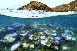 Global coral bleaching event biggest on record: US agency