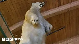 Massive taxidermy polar bear stolen in bizarre Canadian heist