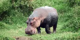 Hippos can launch themselves airborne for split seconds at a time, surprising scientists