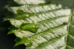 Rainwater unsafe to drink due to chemicals: study