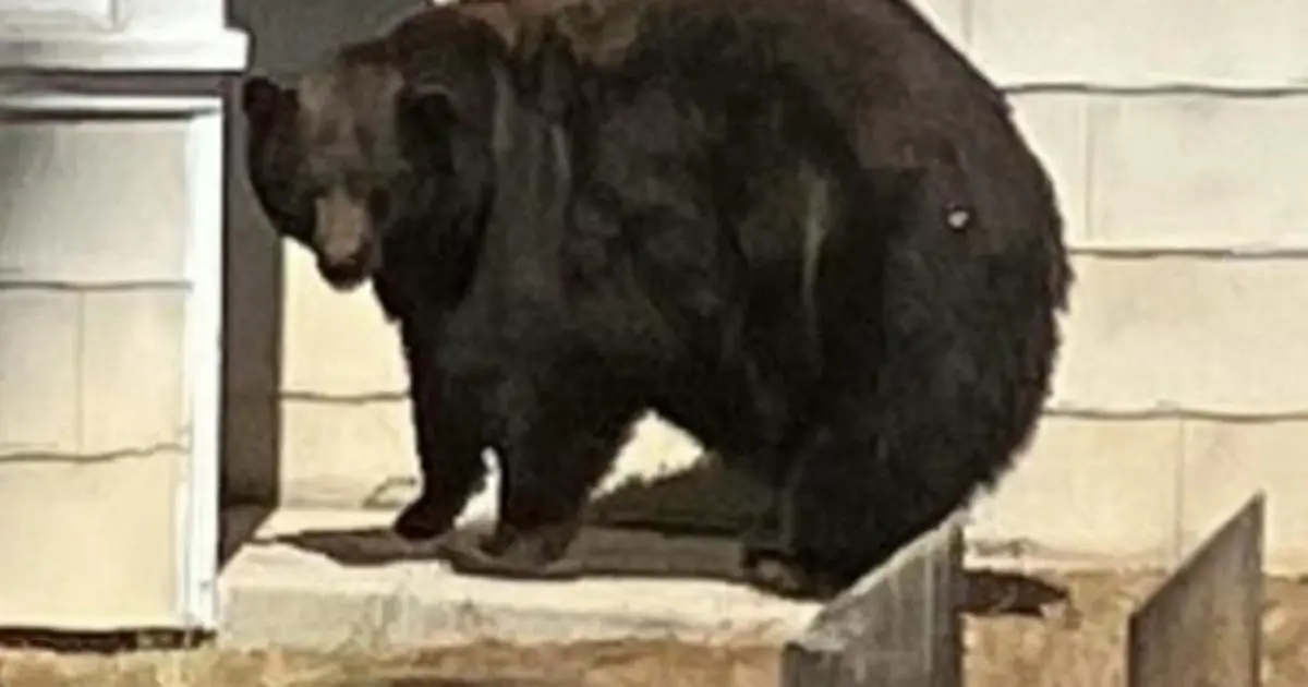 "Hank the Tank," notorious Lake Tahoe bear, being sent to Colorado rehab