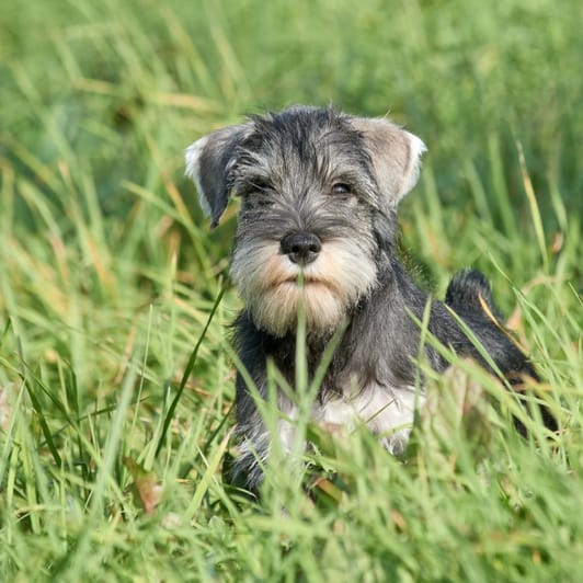 Puppy sitting in green grass