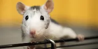 Scientists aghast at bizarre AI rat with huge genitals in peer-reviewed article | It's unclear how such egregiously bad images made it through peer-review.