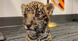 Texas couple arrested for jaguar cub deal in first case charged under Big Cat Public Safety Act