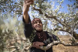 Palestinian olive farmers hold tight to their roots amid surge in settler attacks