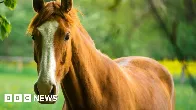 Horses can plan and strategise, new study shows