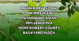 Preliminary Testing Confirms Highly Pathogenic Avian Influenza in a Montgomery County Backyard Flock - MOCO Feed