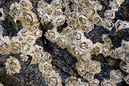 Barnacle - Wikipedia