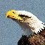 eager_eagle