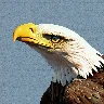 Eager Eagle