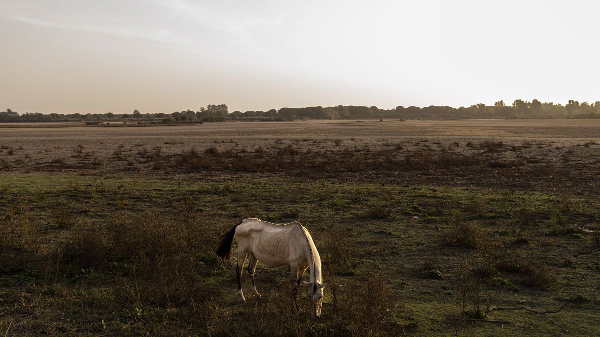 Spain is moving from a Mediterranean to desert climate, study says