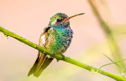 Rare hummingbird becomes tourist attraction