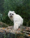 Arctic Fox, Yukon Territory