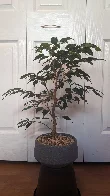 Ficus benjamina bonsai before a summer haircut