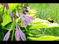 BumbleBee Pollinating Hosta Flowers