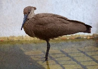 Hamerkop (scopus umbretta) [oc]