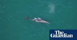 Gray whale sighted off New England 200 years after species’ Atlantic extinction