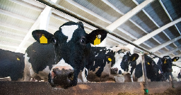 Mystery dairy cow disease confirmed as highly pathogenic avian influenza