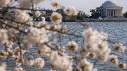 Japan is giving Washington 250 new cherry trees to replace those to be lost in construction work