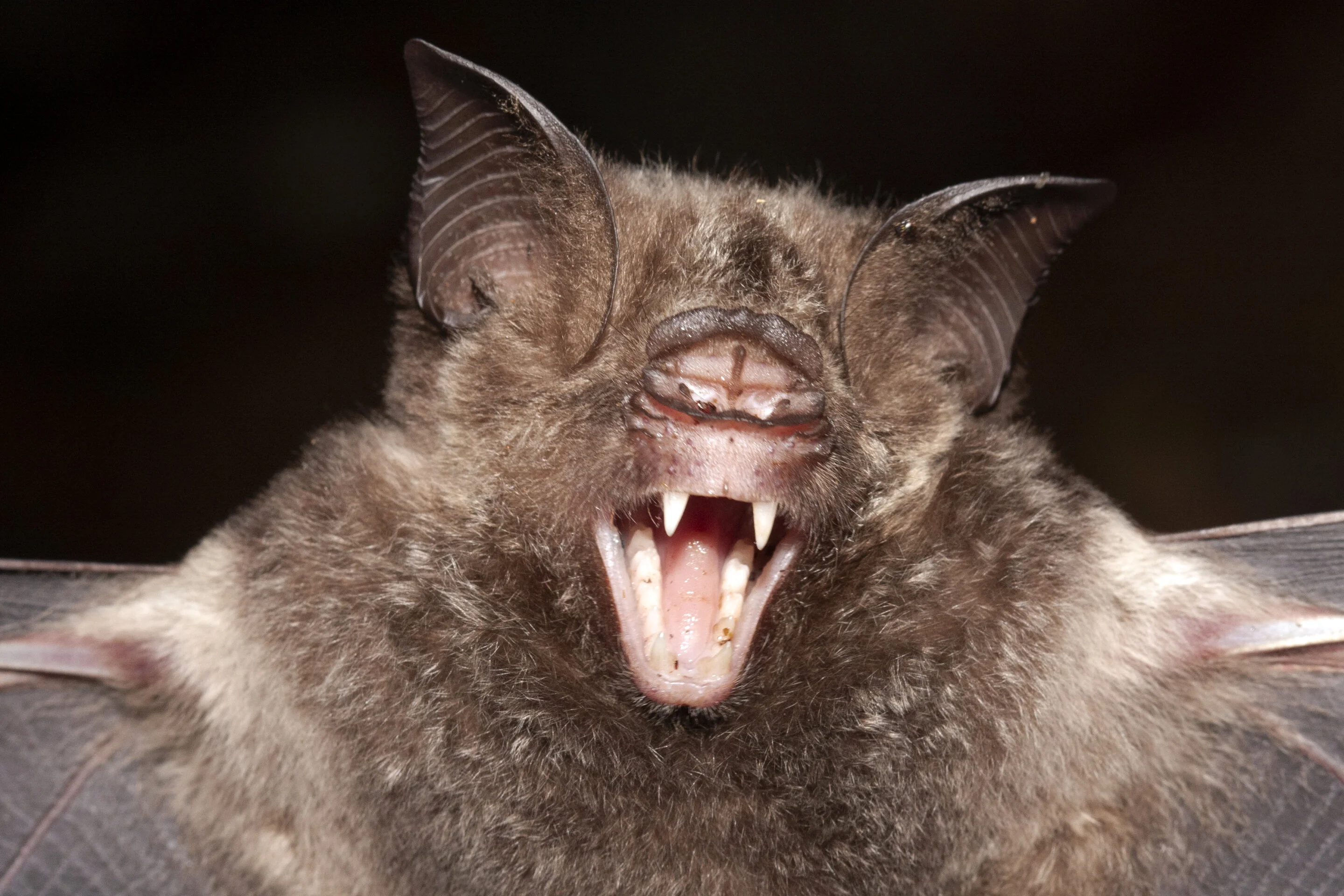 Same species, different sizes: Rare evolution in action spotted in island bats