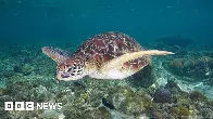 Philippines: Three dead and dozens sick after eating sea turtle stew