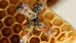 Bees Surprise Scientists With Social Skills