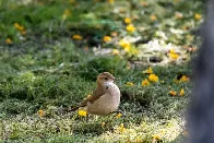 Rufous Hornero (Furnarius rufus) - Buenos Aires Ecoparque, Argentina - December 2023