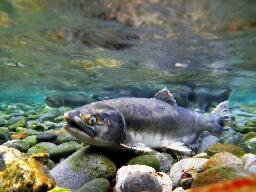 EPA sides with tribes on petition to regulate toxic tire chemical that kills salmon