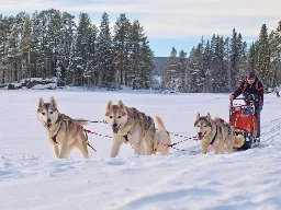 Husky Sled Experience in Northern Jämtland, Sweden | Nature Travels