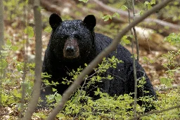 Bears have learned to open doors in California town