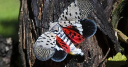 Small population of invasive juvenile spotted lanternfly confirmed in Monroe County